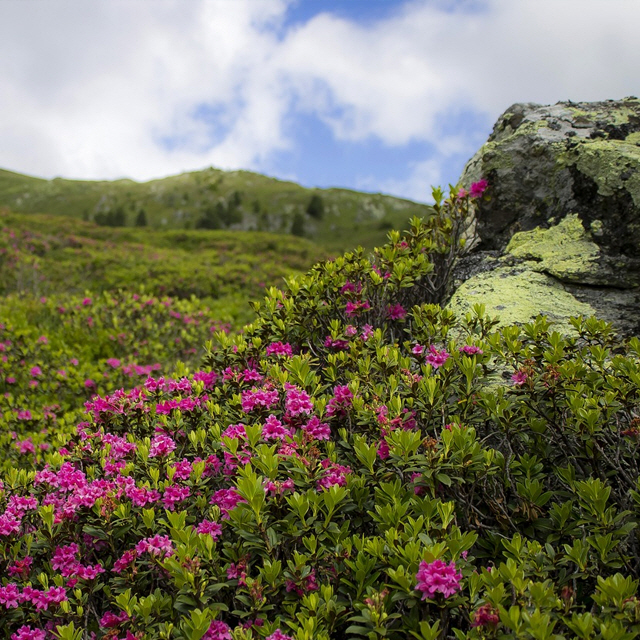 license : https://pixabay.com/ko/photos/%EC%95%8C%ED%8C%8C%EC%9D%B8%EC%A6%88-azalea-%EC%A7%84%EB%8B%AC%EB%9E%98-3143376/